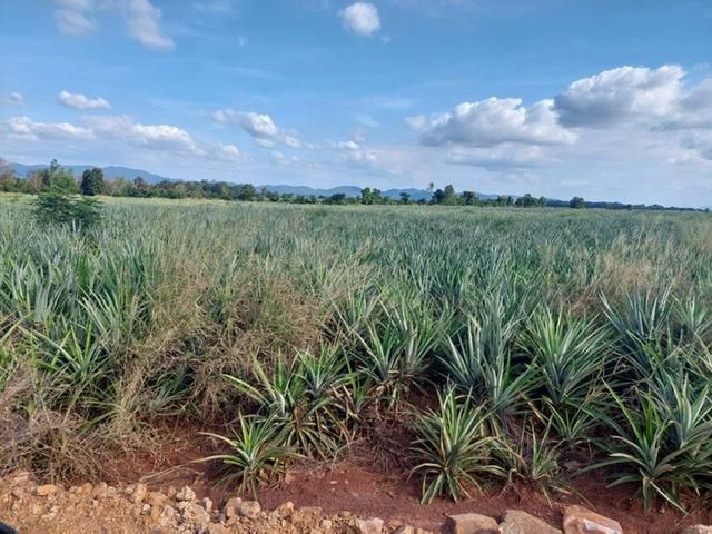 ขายที่ดิน80ไร่เอกสารสิทธ์นส.3เป็นที่ราบเสมอขายไร่ละ8หมื่น พื้นที่ดินแปลงนี้และแปลงข้างเคียง ปลูกอ้อย,มัน,สัปปะรด,งามมากๆ ราคาขายถูกมากๆหาราคาถูกแบบ