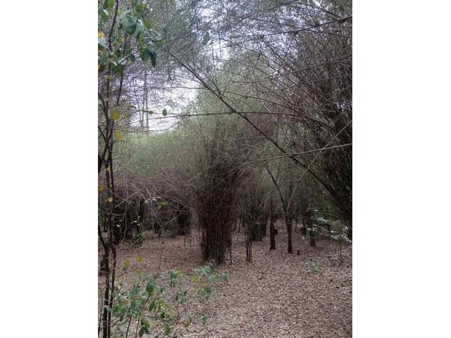 ขายที่ดินตำบลจรเข้สามพัน อำเภออู่ทอง จังหวัดสุพรรณบุรี