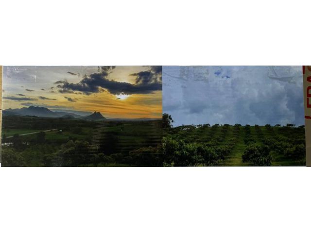 ขายสวนมะม่วงน้ำดอกไม้พร้อมบ้าน เนื้อที่74ไร่ (โฉนด) ต.ผานกเค้า อ.ภูกระดึง จ.เลย