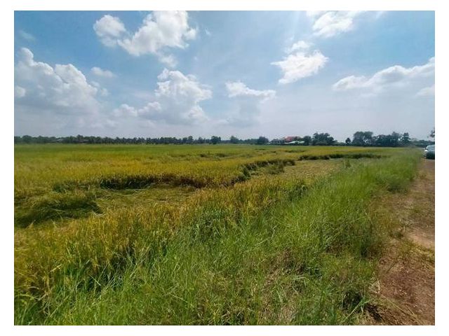 ขายที่ดิน ที่นา บางคล้า ฉะเชิงเทรา ขนาด 6-3-22ไร่  มีน้ำ มีไฟฟ้า มีเพื่อนบ้าน  หน้ากว้าง  110เมตร เดินทางสะดวก  ใกล้ถนน