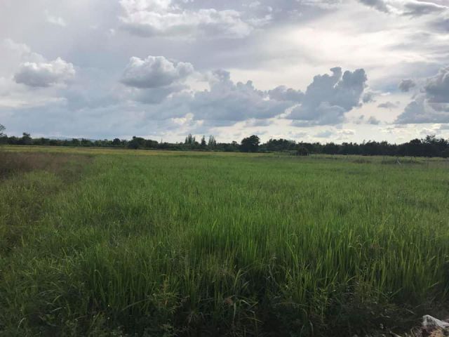 ขายที่ดินสันกำแพง ผืนงามทำเลดีใกล้ถนนหลัก+แหล่งท่องเที่ยว ใกล้เมือง ไม่ต้องถม สะดวกทุกอย่าง น้ำไม่ท่วม