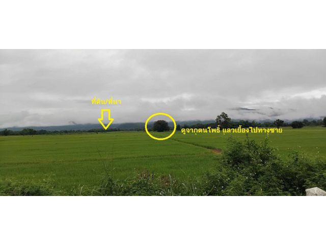 ขาย ที่ดิน ที่นา ทุ่งสามหมอน (ราคา/ไร่)