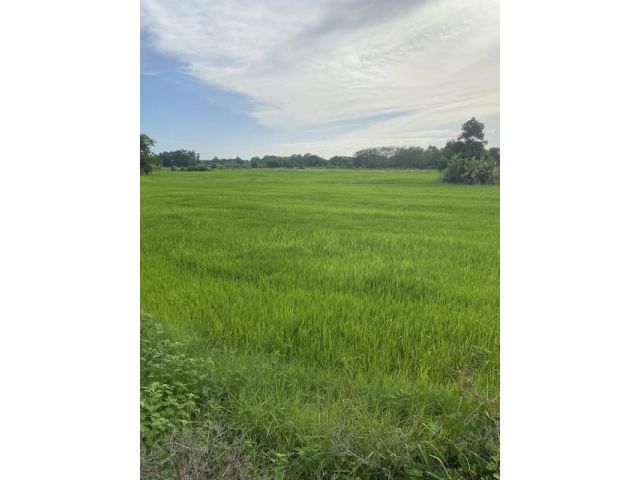 ขายทุ่งนา30ไร่ ราคาถูกอยู่ ตาขัน บ้านค่าย ระยอง