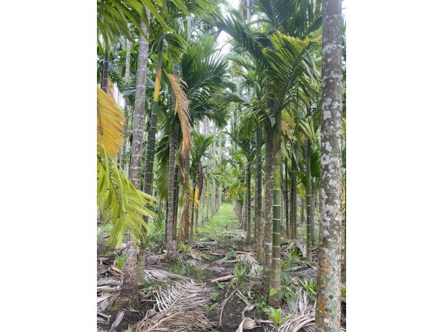 ขายสวนหมาก2ไร่ อยู่ ตาขัน บ้านค่าย ระยอง