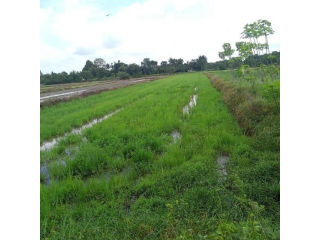 ขายที่ดิน1ไร่1งาน75ตรว อยู่ชากบก บ้านค่าย ระยอง