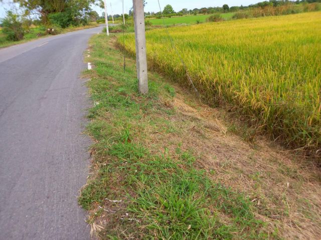 ขายที่ดิน18ไร่เป็นทีนา,