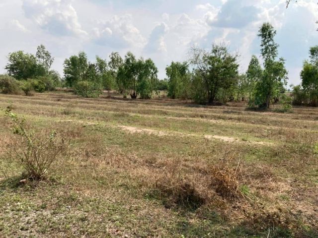 L824 ขายที่ดินใกล้อบต.หนองนกแก้ว 220 ตรว เลาขวัญ กาญจนบุรี