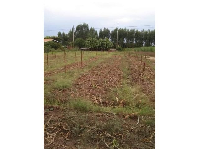 L828 ที่ดินแบ่งขาย 1 ไร่ ท่ามะกา กาญจนบุรี