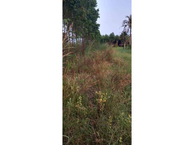 L830 ขายที่ดิน 3 ไร่ พนัสนิคม ชลบุรี