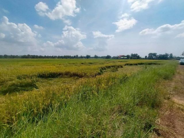 ขายที่ดิน ที่นา บางคล้า ฉะเชิงเทรา ขนาด 6-3-22ไร่  มีน้ำ มีไฟฟ้า มีเพื่อนบ้าน  หน้ากว้าง  110เมตร เดินทางสะดวก  ใกล้ถนน 304  ถนน3121 สายบางคล้