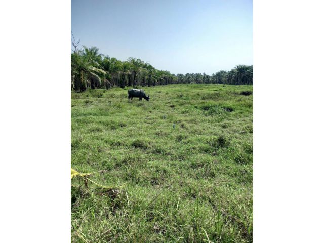 BL141 ขายที่ดินจ.ชุมพร เนื้อที่  6 ไร่  ถนนท่ายาง-ดูนก