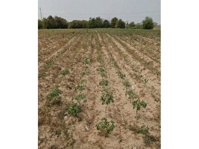 ขายที่ดินสวยใกล้แหลมฉบังชลบุรี เนื้อที่  385-2- 6.9  ไร่