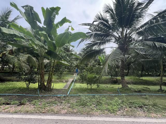 ขายที่ดินสวยๆ สวนส้มโอและมะพร้าวน้ำหอม อ.อัมพวา จ.สมุทรสงคราม