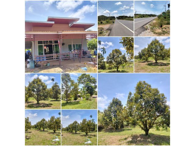 บ้านสวยสวนทุเรียน3ไร่ 2งาน วิวเขา️