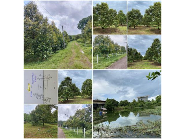 สวนผลไม้ 8 ไร่ ทุเรียนเยอะ เกษตรอินทรีย์️