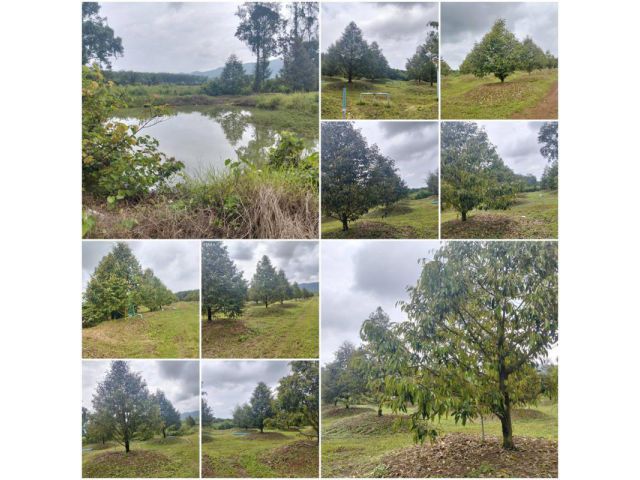 สวนทุเรียนสวยโฉนด 13ไร่ 1งาน ที่สวย/วิวเขา️