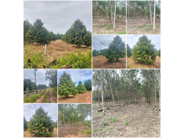 สวนยาง+ทุเรียน 36 ไร่