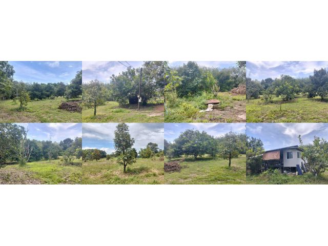 บ้านสวนผลไม้ 4ไร่ 2งาน️