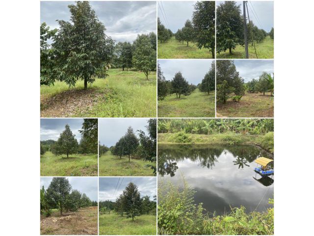 สวนทุเรียน 22 ไร่ สวนสวย/ที่ลูกเนินสวย️