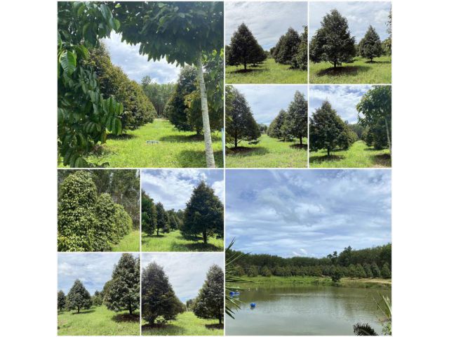 แบ่งขาย25ไร่“สวนทุเรียนสวยได้ผลแล้ว️