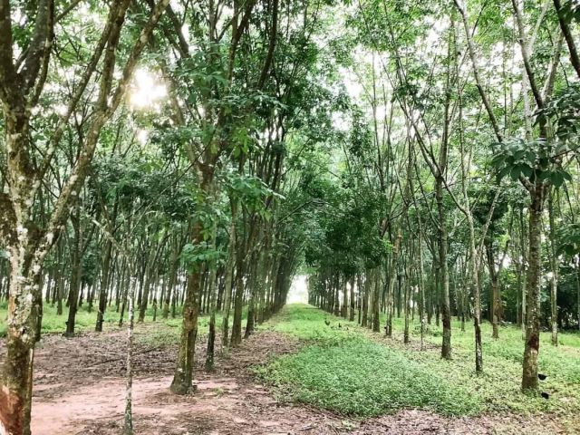 L846 ขายที่ดินใกล้ถนน.344  15 ไร่ หน้ากว้าง 178 เมตร บ้านบึง ชลบุรี