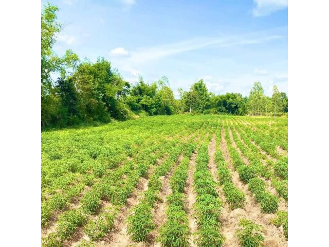 L847 ขายที่ดิน 6 ไร่ ปทุมราชวงศา อำนาจเจริญ