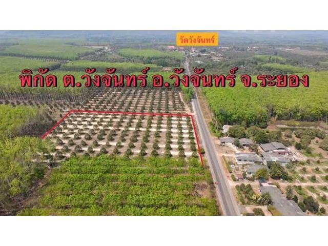 ขายสวนทุเรียนกระดุมทองติดถนนหลัดเส้นวังจันทร์จ.ระยอง