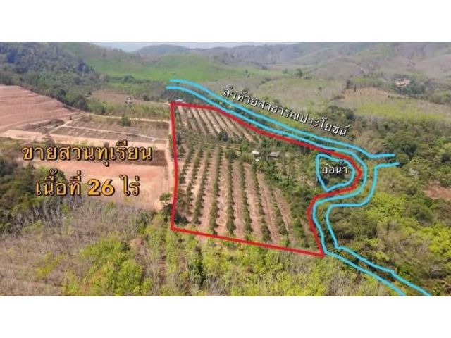 ขายสวนทุเรียนแปลงสวยวังจันทร์จ.ระยอง26ไร่