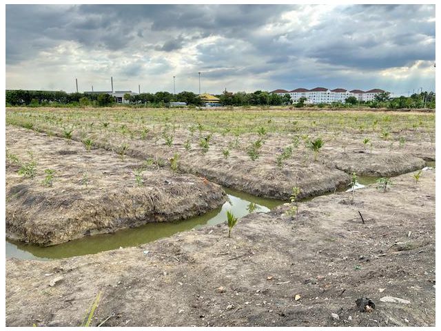 ที่ดินผังสีม่วง 20 ไร่ ในซอยเพชรเกษม 130 แปลงสวย ถมแล้วบางส่วนและทำร่องสวนปลูกมะพร้าวไว้