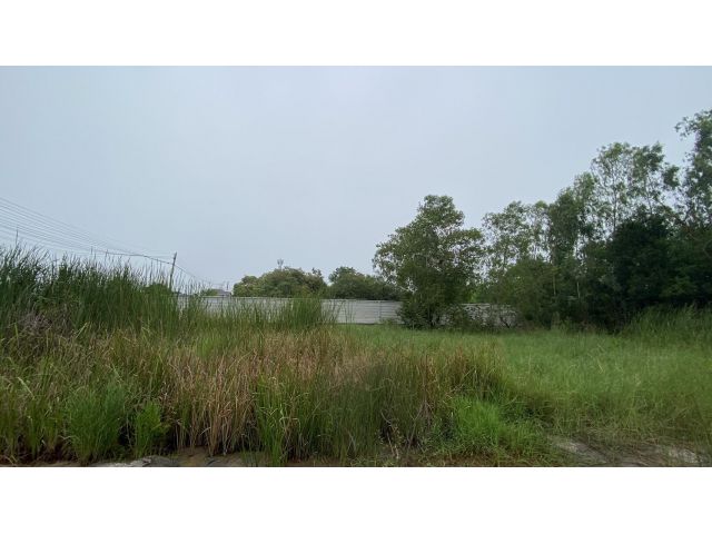 ขายด่วนที่ดินคลองสอง 183 ตรวติดถนนคอนกรีตสาธารณะ ซ.ไอยรา 22 อ.คลองหลวง จ.ปทุมธานี