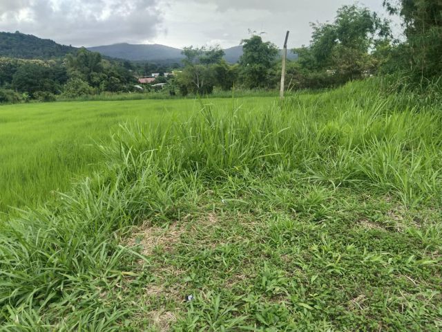 ที่ดินสวย 2 ไร่ 1 งานเขตเทศบาลภูเรือ ไฟน้ำพร้อมอยู่ติดถนนคอนกรีตเข้าสะดวก เหมาะกับบ้านพัก บ้านสวนมาก