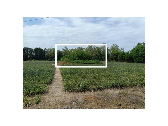 ให้เช่า ที่ดิน 111ตร.ว. บางพระ ศรีราชา ชลบุรี ราคาพิเศษ