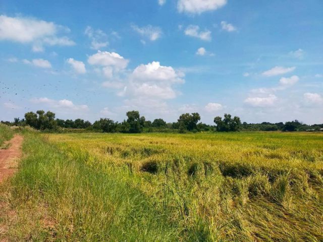 R68-055ขายที่ดินที่นา บางคล้า ฉะเชิงเทรา ขนาด 6-3-22ไร่ ติดถน มีน้ำ มีไฟฟ้า มีเพื่อนบ้าน  หน้ากว้าง  110เมตร เดินทางสะดวก  ใกล้ถนน 304