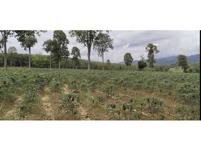 ที่ดินภูเรือ 23 ไร่ๆ ละ 260000 โฉนด เหมาะกับการทำสวน