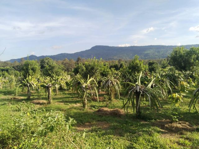 ที่ดิน 48 ไร่ใกล้ทางหลวงภูเรือโฉนด พร้อมสวนผลไม้ บ้านพัก โฉนด 55 ล้าน