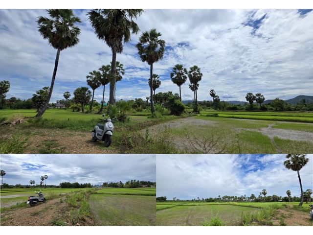 ที่ดินสวยวิวภูเขาทุ่งนาป่าตาลอากาศดีอุดมสมบูรณ์ 2ไร่2งาน24ตรว. ในชุมชนติดถนนหมู่บ้าน ใกล้สาธารณูปโภค-คลอง-ถนนใหญ่-เที่ยว