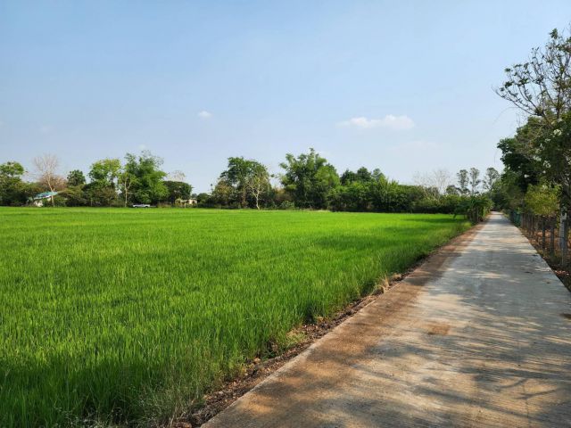 L869 ขายที่นาใกล้ตัวเมืองสระบุรี 10 ไร่ หน้ากว้าง 126 เมตร