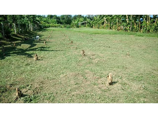 ขายที่ดินเปล่า 3งาน