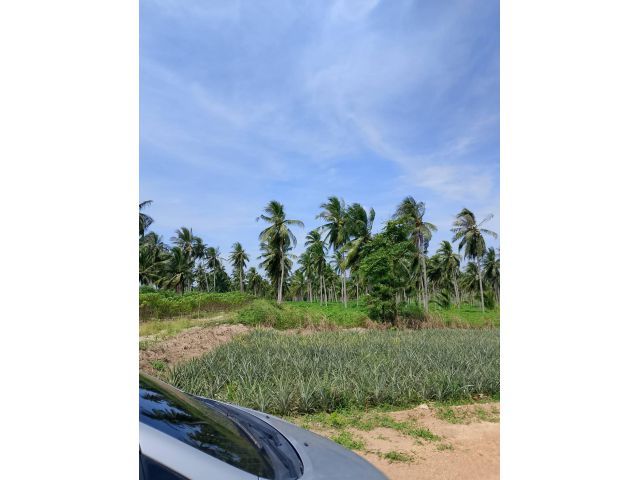 ขายที่ดิน 243 ไร่ หุบบอน ศรีราชา ผังเหลืองอ่อน