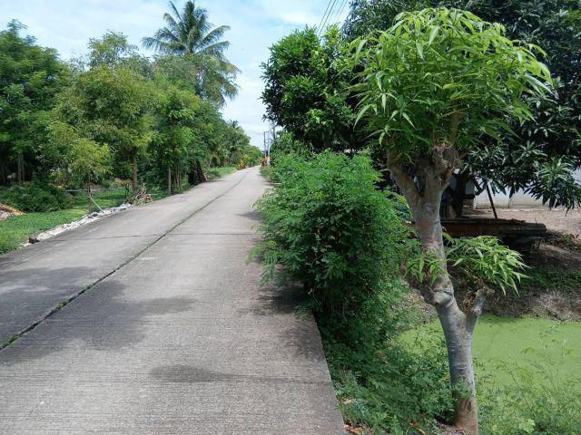 ขายที่ดินราคาถูก ต.บางระกำ อ.บางเลน ติดถนนคอนกรีต ใกล้ชุมชน ใกล้ตลาด เนื้อที่ 1ไร่ อากาศดีสงบร่มรื่นเหมาะปลูกบ้านทำเกษตร