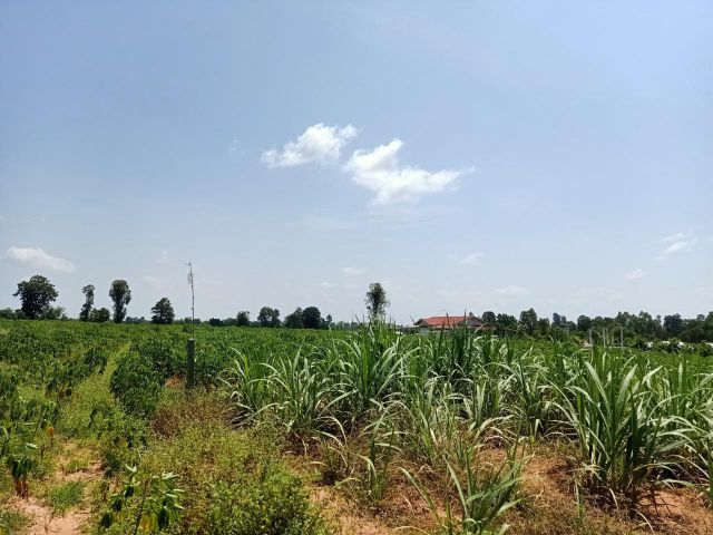 ขายที่ดิน 147 ไร่ ติดถนนคอนกรีต ใกล้หมู่บ้าน ใกล้ทางเลี่ยงบ้านไผ่-บรบือ ขอนแก่น