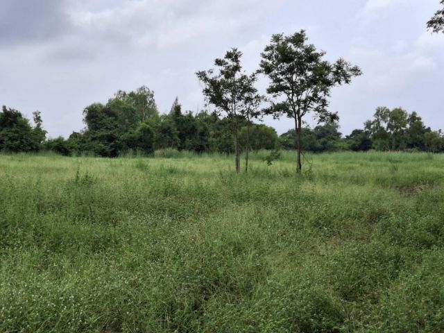 ขายด่วน!!! ที่ดินโฉนดสวยๆ 33 ไร่ ต.จอมบึง อ.จอมบึง จ.ราชบุรี หลังปั้มป.ต.ท. ขายด่วนๆ ไร่ล่ะ400,000