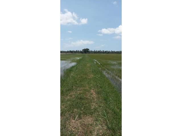 ขายด่วนที่นาปรับเรียบสวยๆติดคลองส่งน้ำโฉนด 3 แปลง ติดถนนลาดยาง48ไร่เศษๆ ต.กุยเหนือ อ.กุยบุรี จ.ประจวบคีรีขันธ์