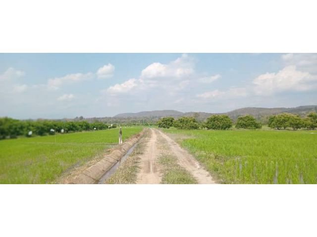 ขายที่นาสันทรายราคาถูก ตรว.ละ 2,250 บาท ราคานี้หายากแล้ว บรรยากาศดีอยุ่ในชุมชน น้ำไม่ท่วม