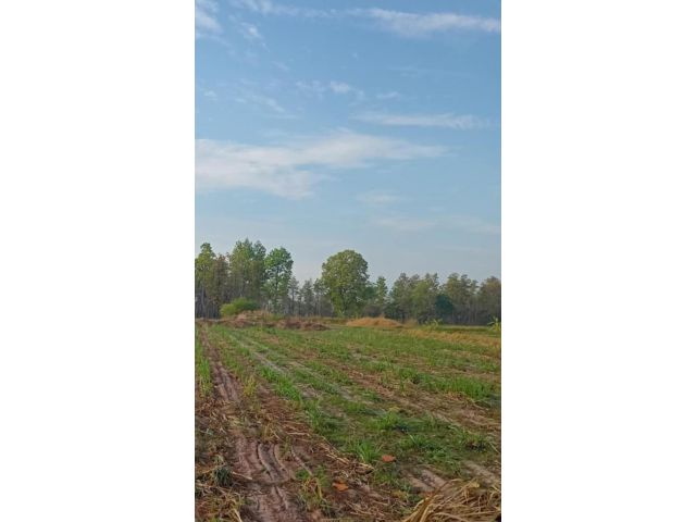 ขายที่ดินราคาถูกราคาต่อลองได้เจ้าของขายเองไร่ล่ะ90000มีที่ดิน8ไร่