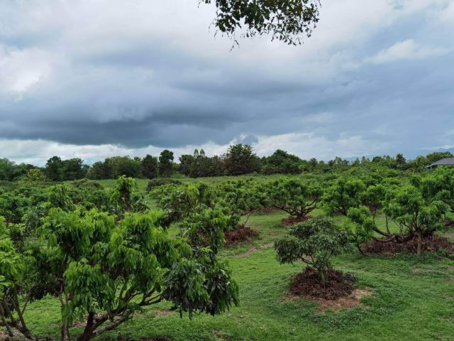 L880 ขายที่ดินสวยทำเลดี 4 ไร่ จุน พะเยา