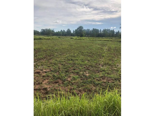 L881 ขายที่ดินสวยทำเลดี 14 ไร่ หน้ากว้าง 111 เมตร อรัญประเทศ สระแก้ว