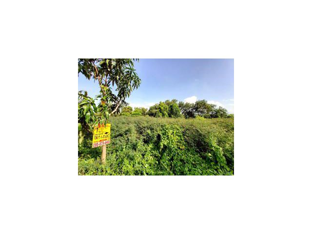 Vายด่วน ที่ดินข้างวัดธรรมกาย 1 ไร่ ติดถนนคอนกรีต ซอย คลองสาม 8/11 อ.คลองหลวง จ.ปทุมธานี