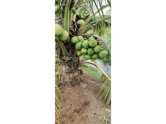 สวนมะพร้าวน้ำหอม6ไร่ สายพันธุ์บ้านแพ้วอายุ 3 ปี พร้อมผลผลิตสวยๆ พิกัดห้วยไผ่อำเภอเมืองราชบุรี