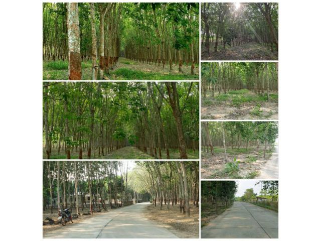 ขายสวนยาง 30-2-14 ไร่ ต.ชุมแสง อ.วังจันทร์ จ.ระยอง หน้ากว้างมาก อากาศดี มีลมพัดผ่านตลอด ราคาไม่แพง